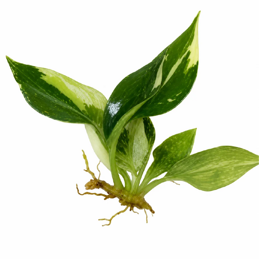 Philodendron Gloriosum Marble Var 2 Tissue Culture