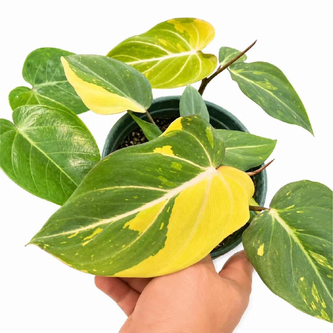 Philodendron Gloriosum Marble Var 2 Tissue Culture