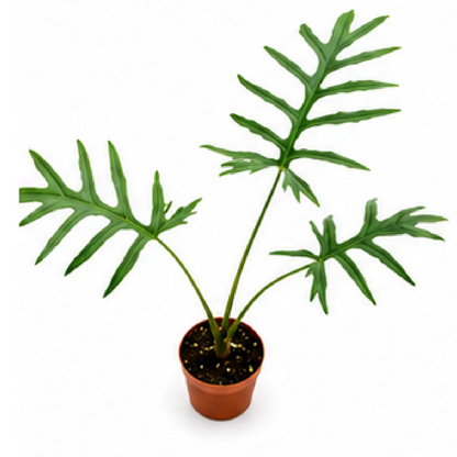 Alocasia Brancifolia – Tissue Culture