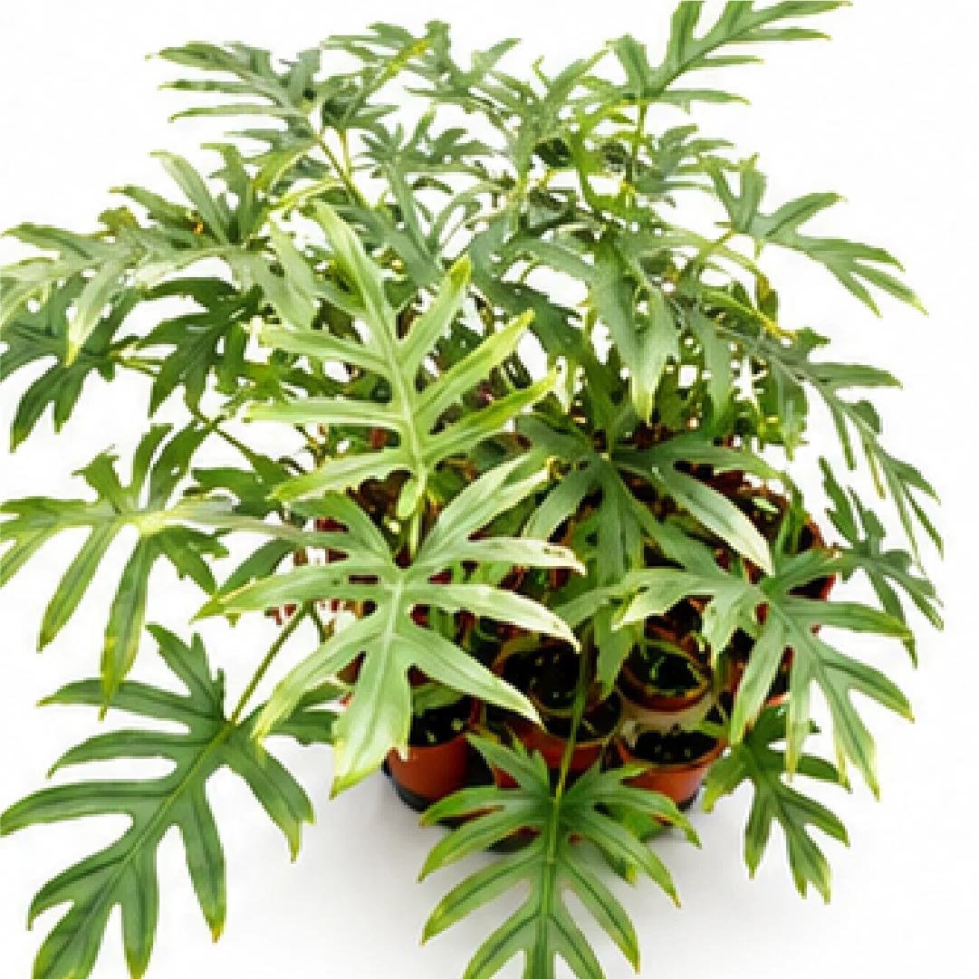 Alocasia Brancifolia – Tissue Culture