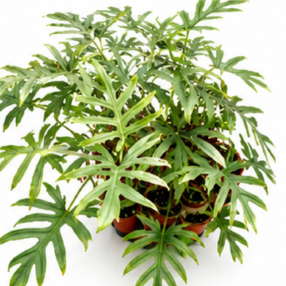 Alocasia Brancifolia – Tissue Culture