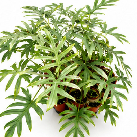 Alocasia Brancifolia – Tissue Culture