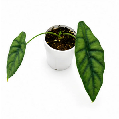 Alocasia Puncakborneensis – Tissue Culture