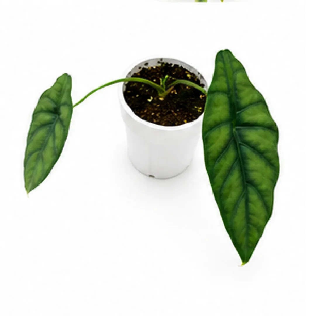 Alocasia Puncakborneensis – Tissue Culture