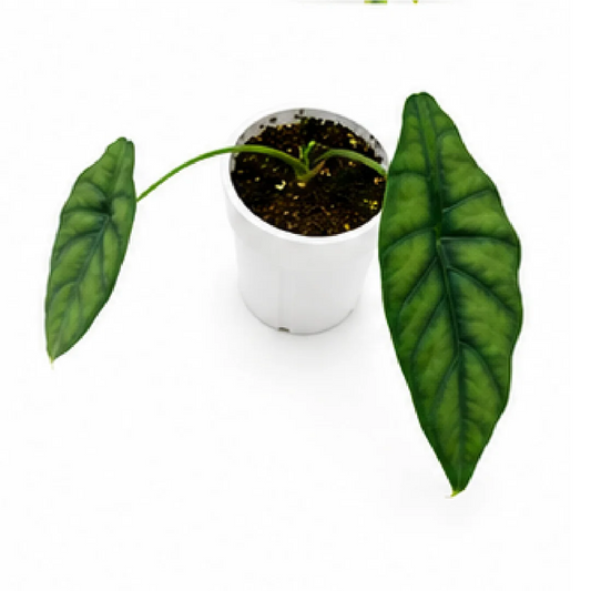 Alocasia Puncakborneensis – Tissue Culture