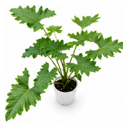 Alocasia Portadora – Tissue Culture