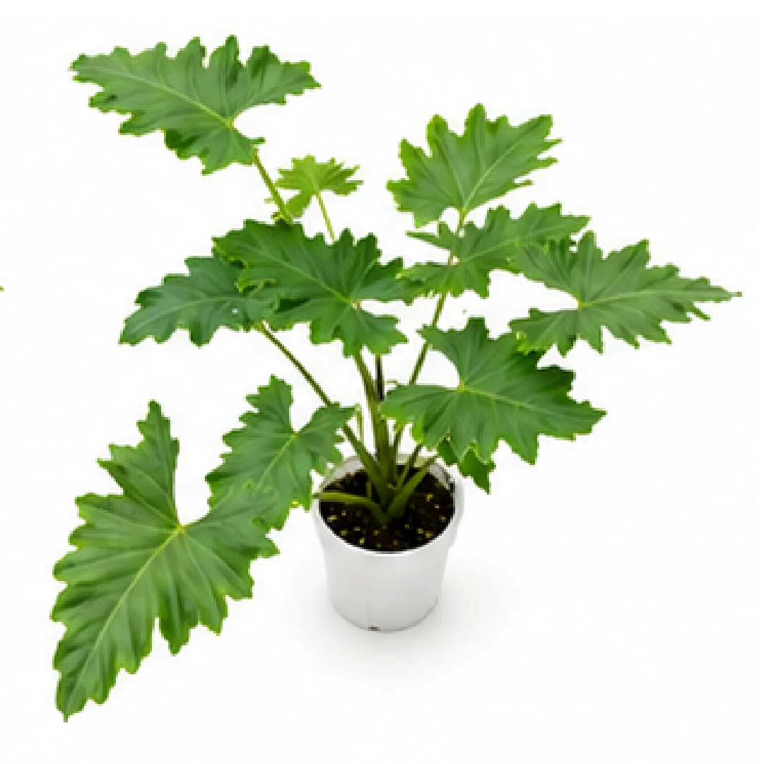 Alocasia Portadora – Tissue Culture
