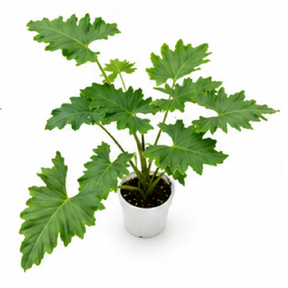 Alocasia Portadora – Tissue Culture