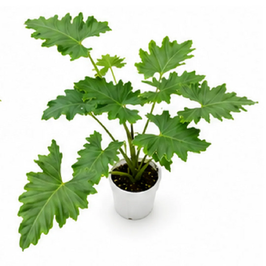 Alocasia Portadora – Tissue Culture