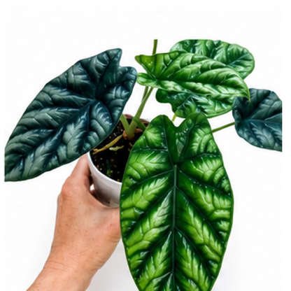 Alocasia Sinuata – Tissue Culture