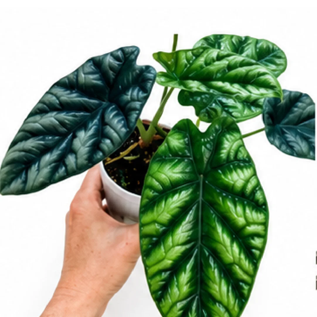 Alocasia Sinuata – Tissue Culture