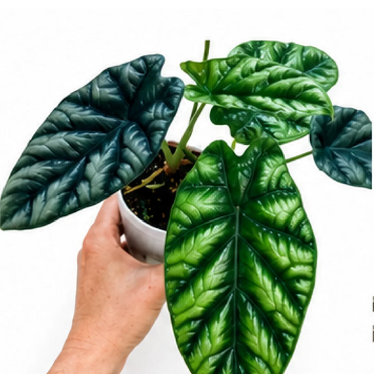 Alocasia Sinuata – Tissue Culture