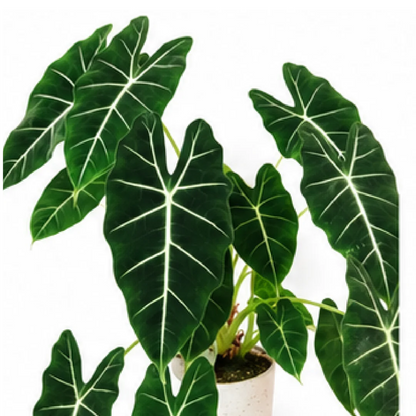 Alocasia Frydek – Tissue Culture