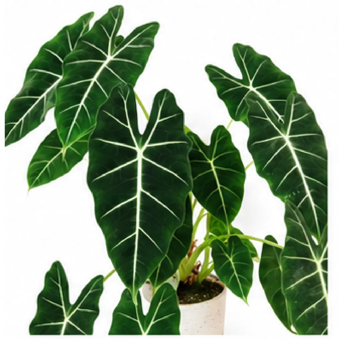 Alocasia Frydek – Tissue Culture