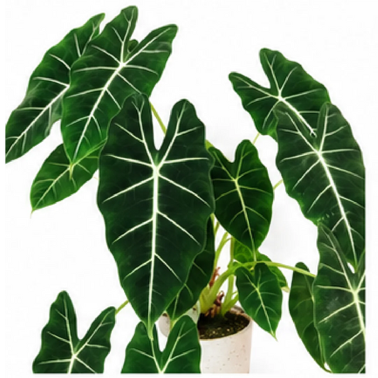 Alocasia Frydek – Tissue Culture