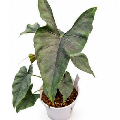 Alocasia Princeps – Tissue Culture