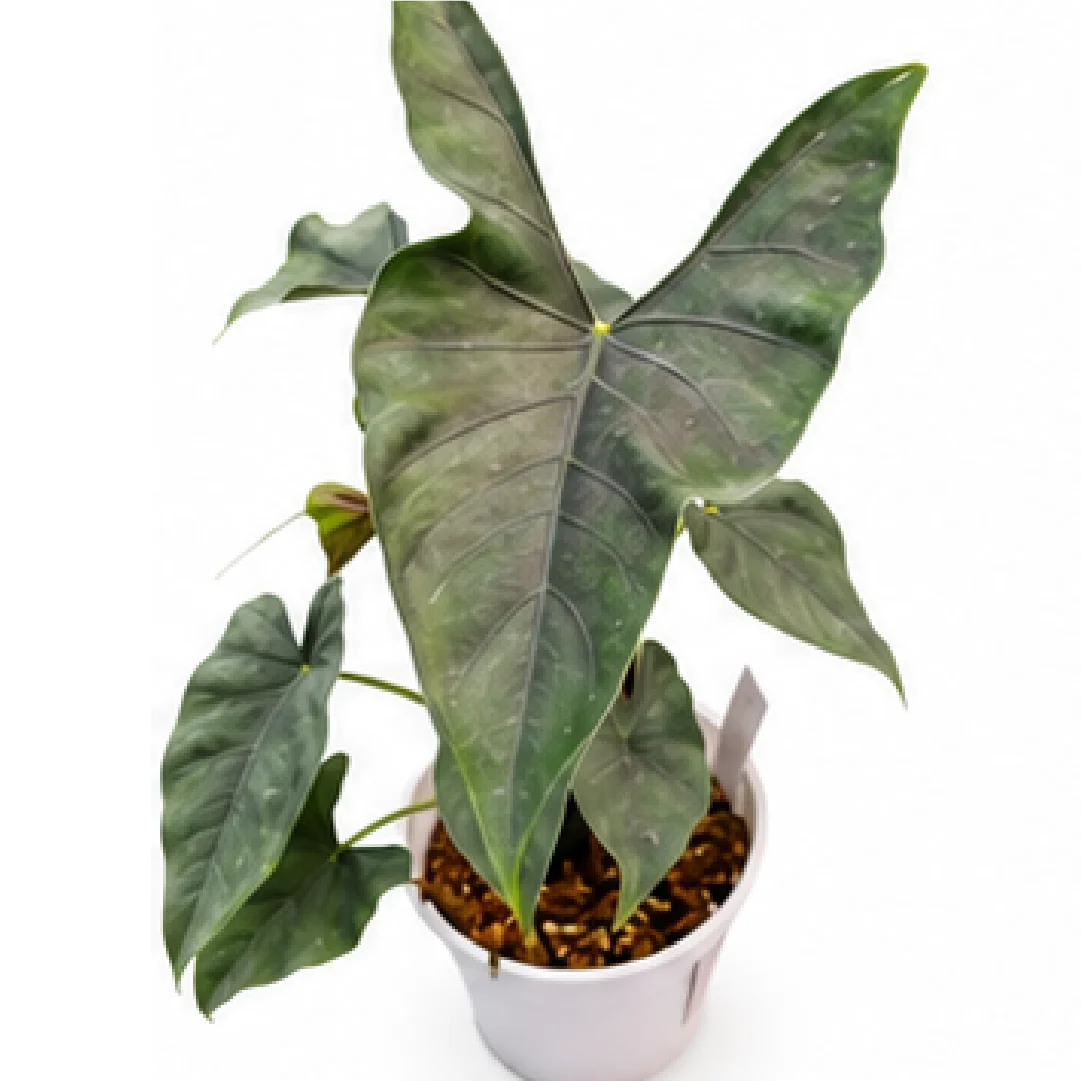 Alocasia Princeps – Tissue Culture