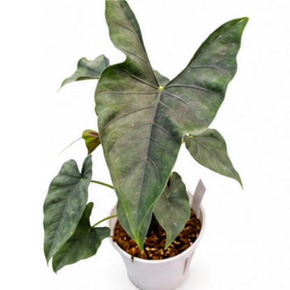 Alocasia Princeps – Tissue Culture