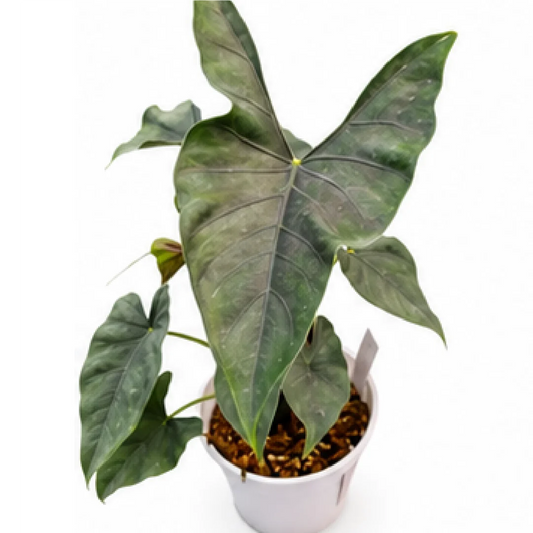 Alocasia Princeps – Tissue Culture
