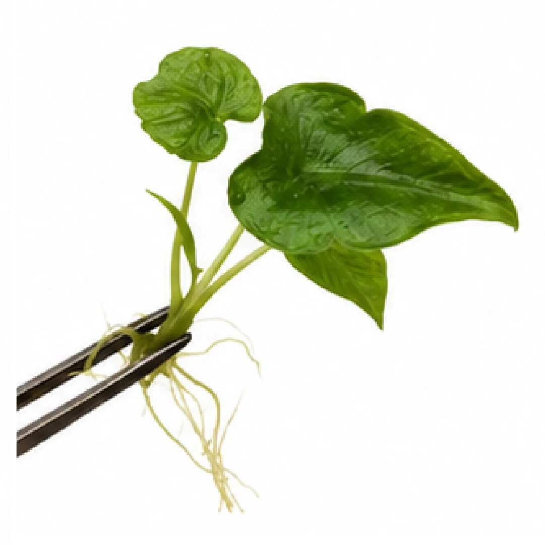 Alocasia Frydek White Vein – Tissue Culture