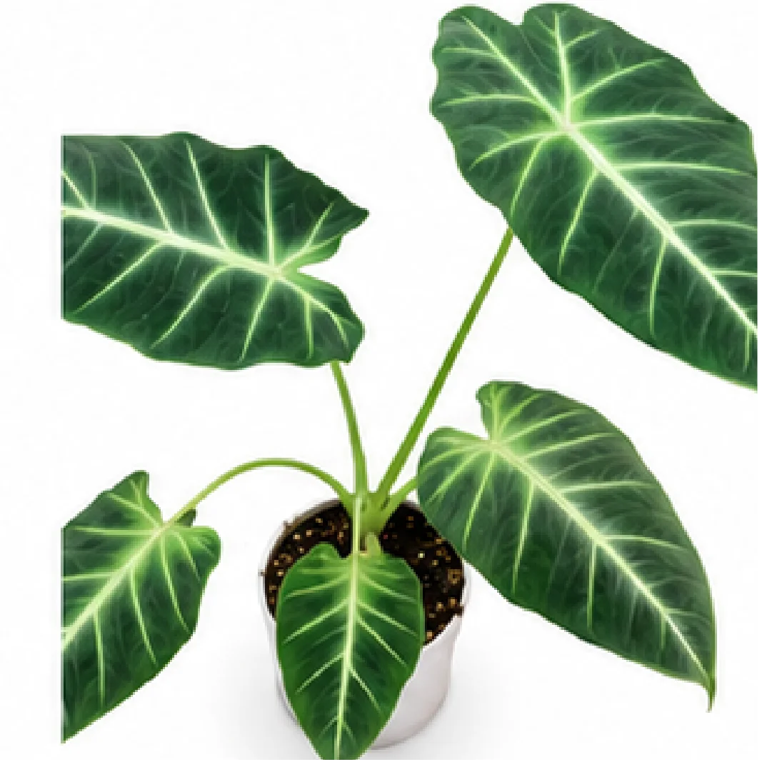 Alocasia Frydek White Vein – Tissue Culture