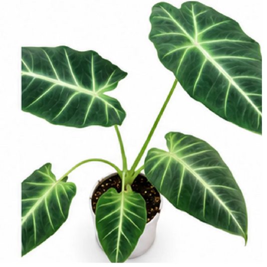 Alocasia Frydek White Vein – Tissue Culture