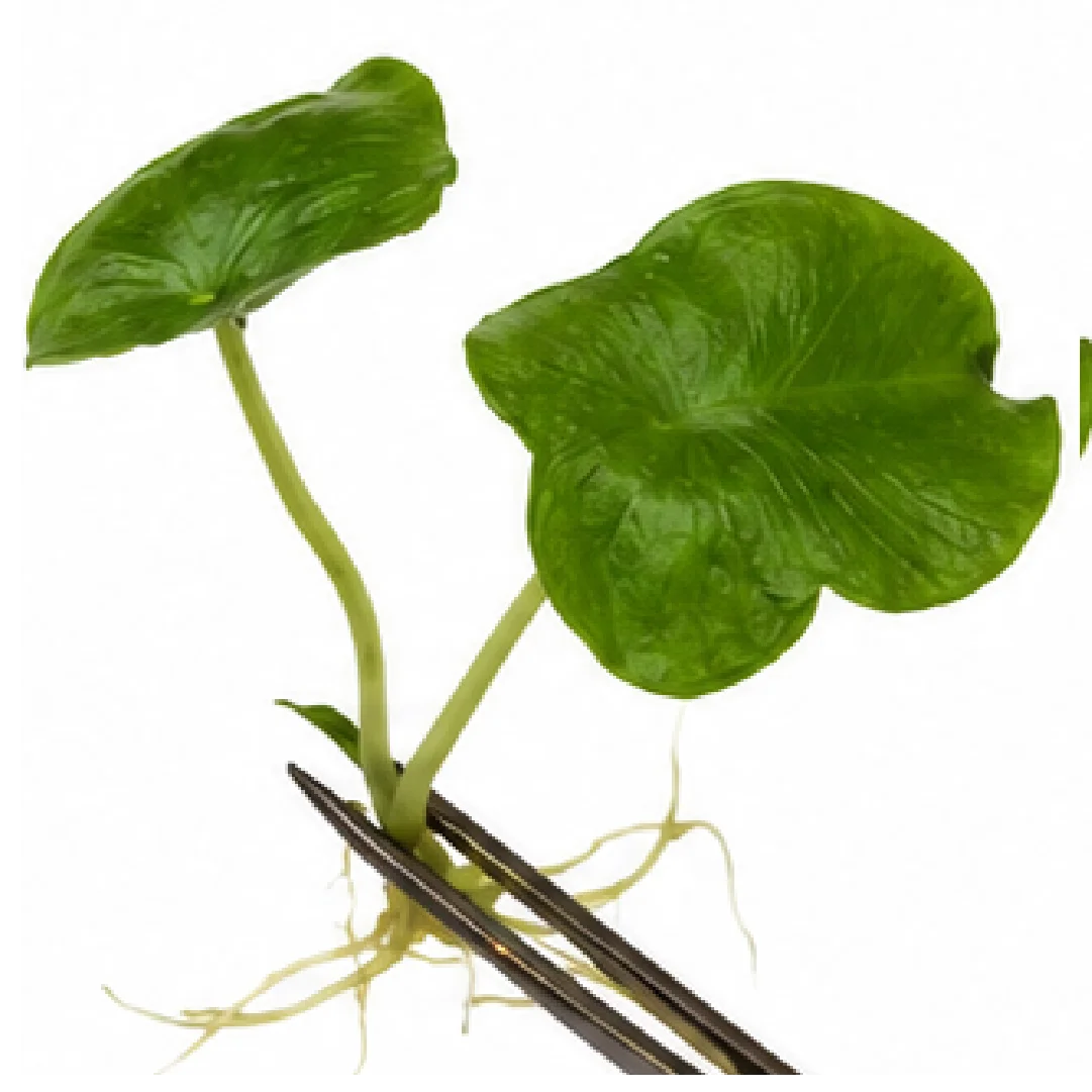 Alocasia London Eye – Tissue Culture