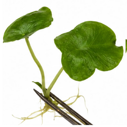 Alocasia London Eye – Tissue Culture