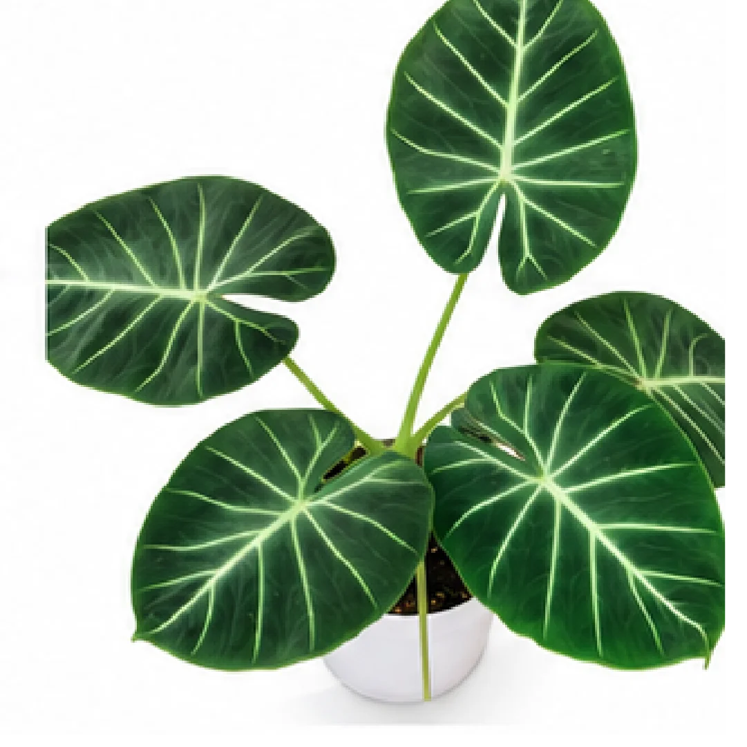 Alocasia London Eye – Tissue Culture