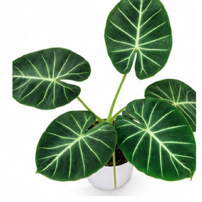 Alocasia London Eye – Tissue Culture