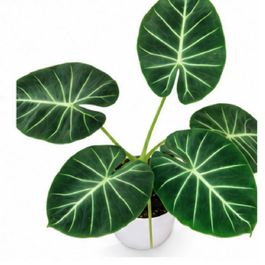 Alocasia London Eye – Tissue Culture