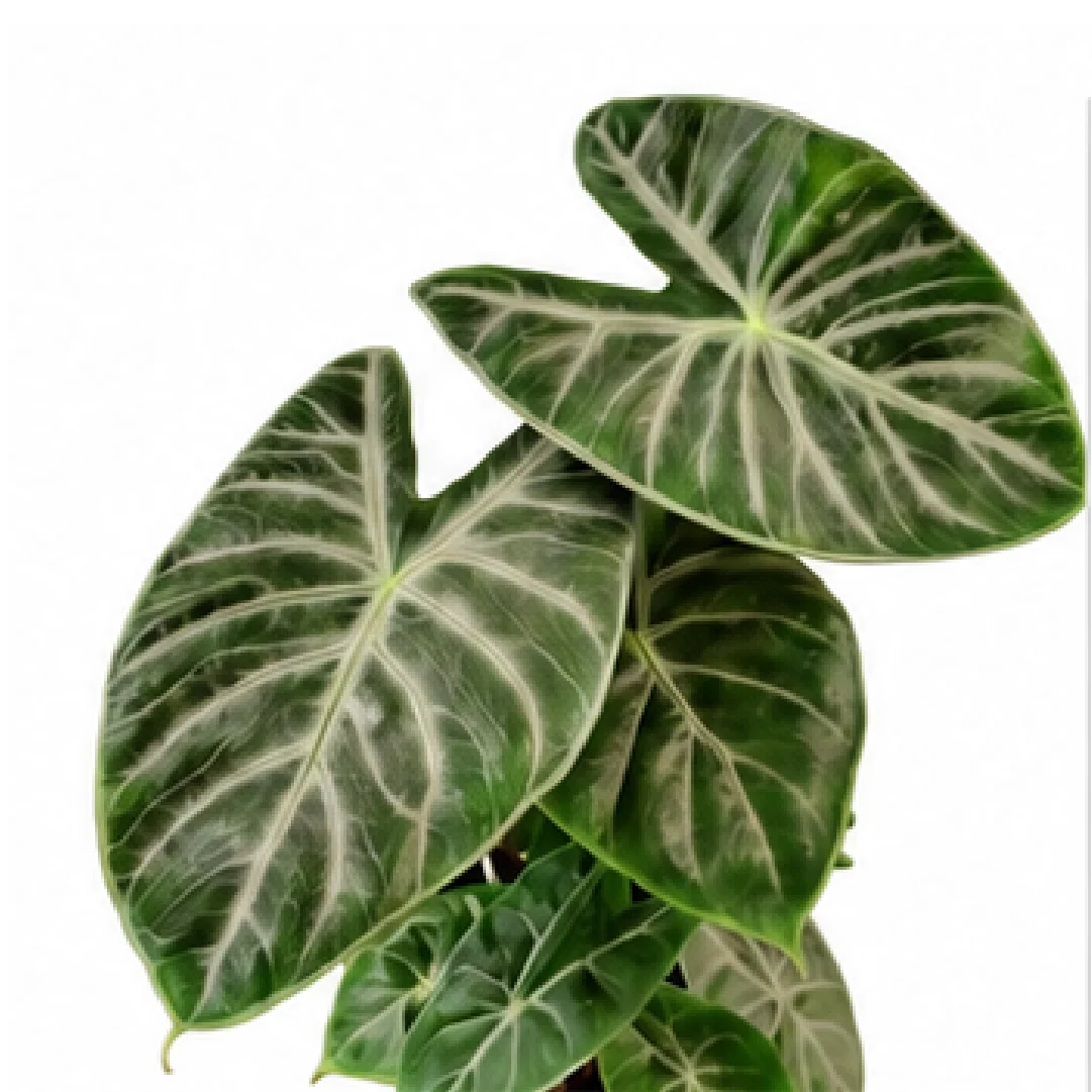 Alocasia Ivory Coast – Tissue Culture