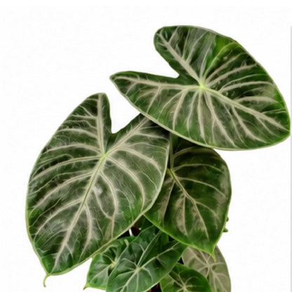 Alocasia Ivory Coast – Tissue Culture