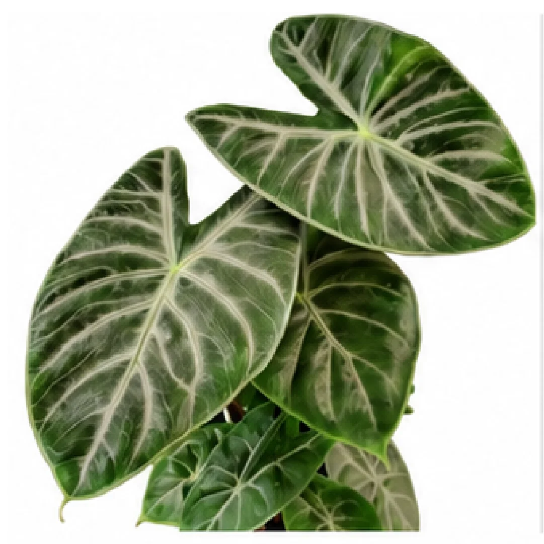 Alocasia Ivory Coast – Tissue Culture