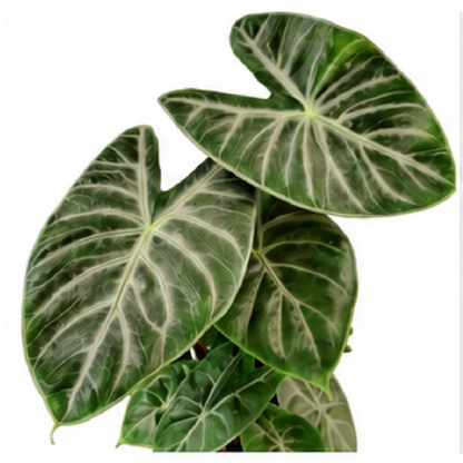 Alocasia Ivory Coast – Tissue Culture