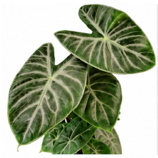 Alocasia Ivory Coast – Tissue Culture
