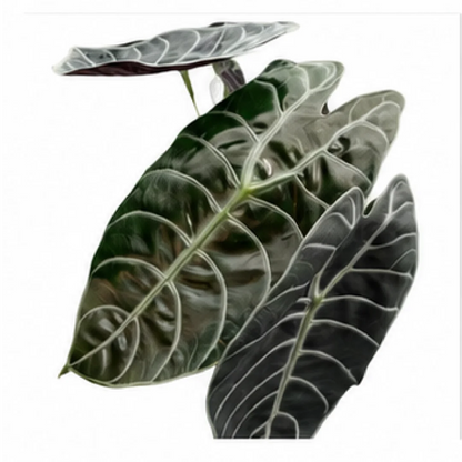 Alocasia Sedenii – Tissue Culture