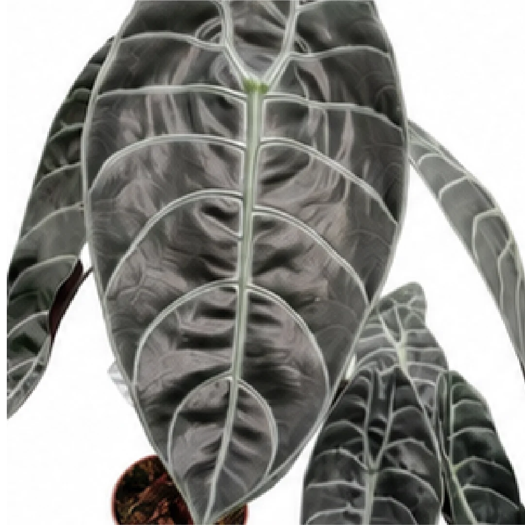 Alocasia Sedenii – Tissue Culture