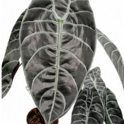 Alocasia Sedenii – Tissue Culture