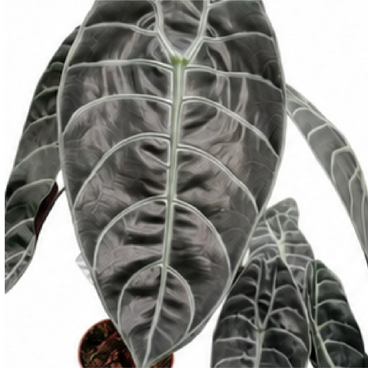 Alocasia Sedenii – Tissue Culture