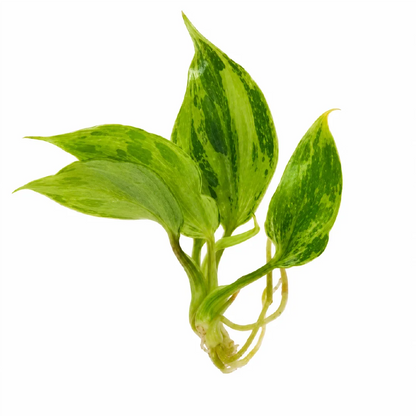 Philodendron Gloriosum Var Tissue Culture
