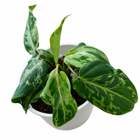 Philodendron Gloriosum Var Tissue Culture