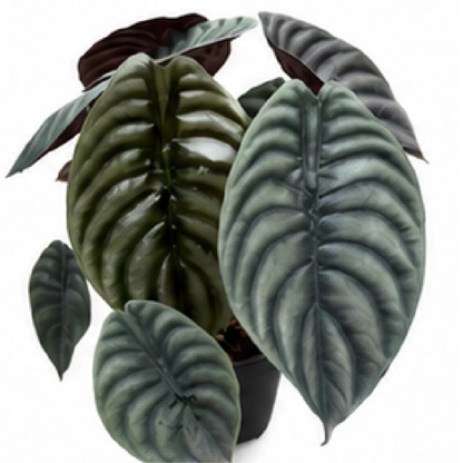 Alocasia Cuprea Black – Tissue Culture