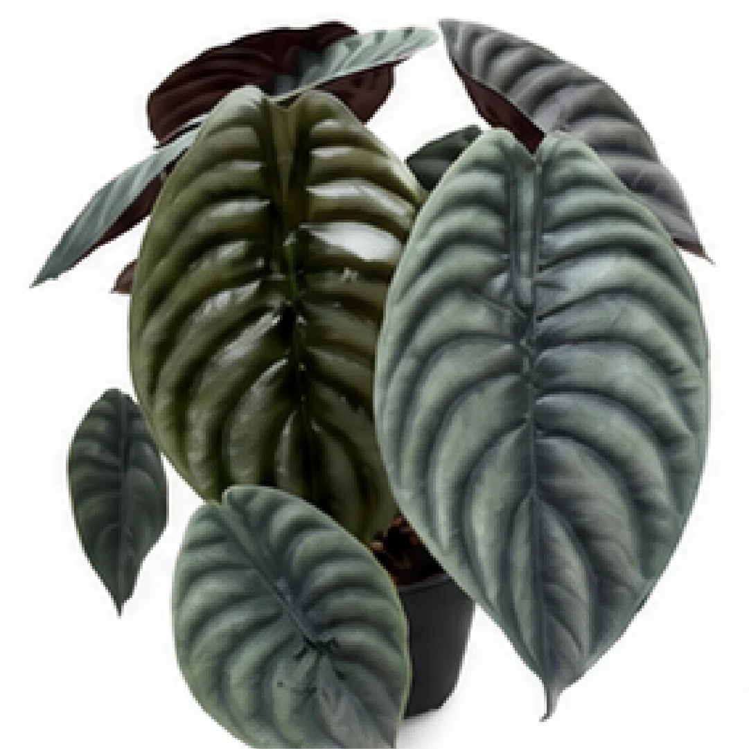 Alocasia Cuprea Black – Tissue Culture