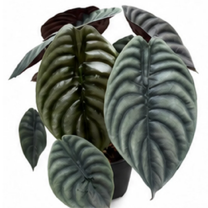 Alocasia Cuprea Black – Tissue Culture