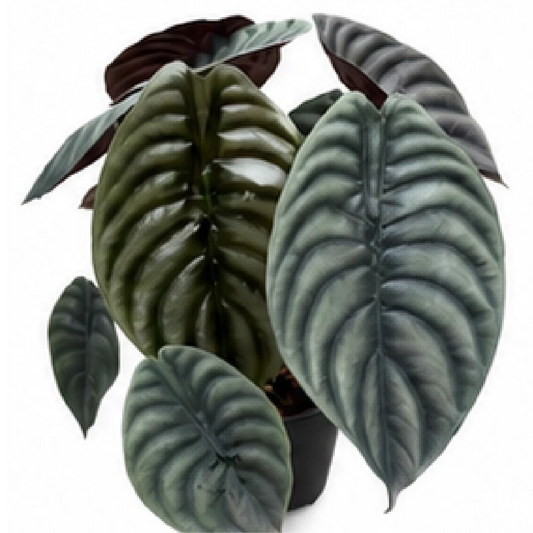 Alocasia Cuprea Black – Tissue Culture