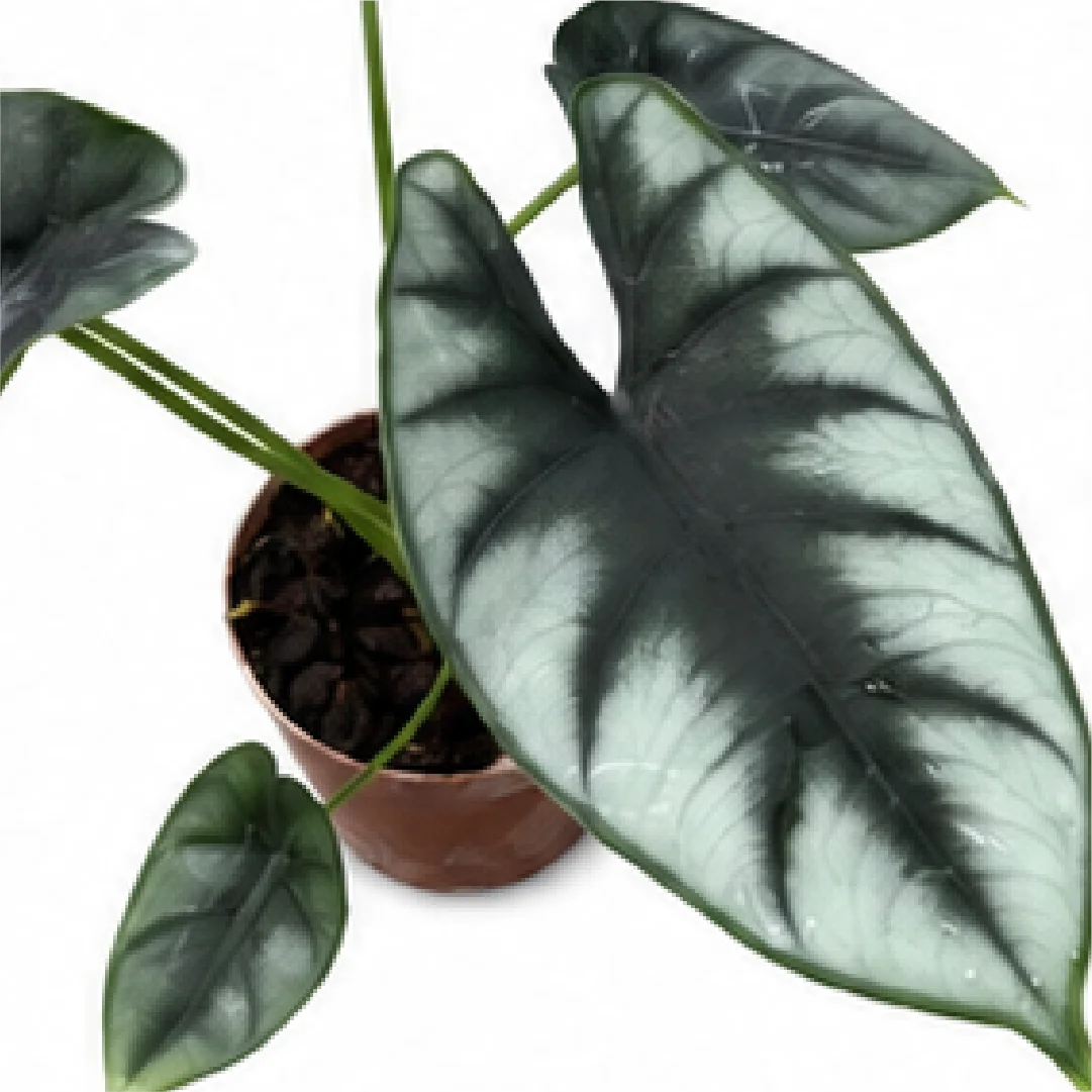 Alocasia Reversa Hannah – Tissue Culture