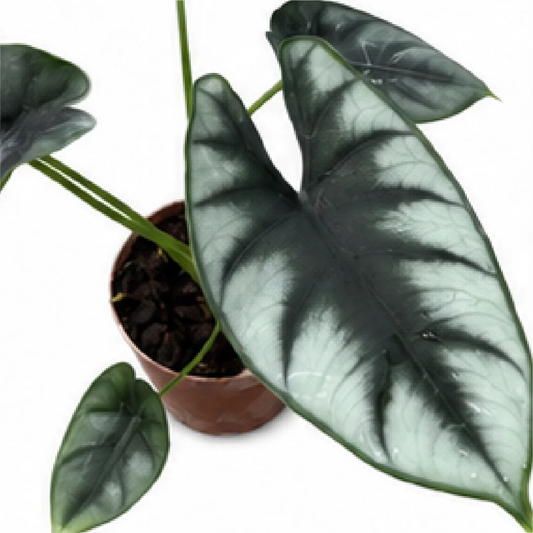 Alocasia Reversa Hannah – Tissue Culture