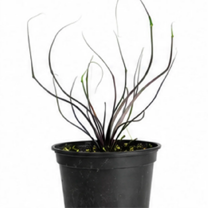 Alocasia Plumbea Flying Squid – Tissue Culture