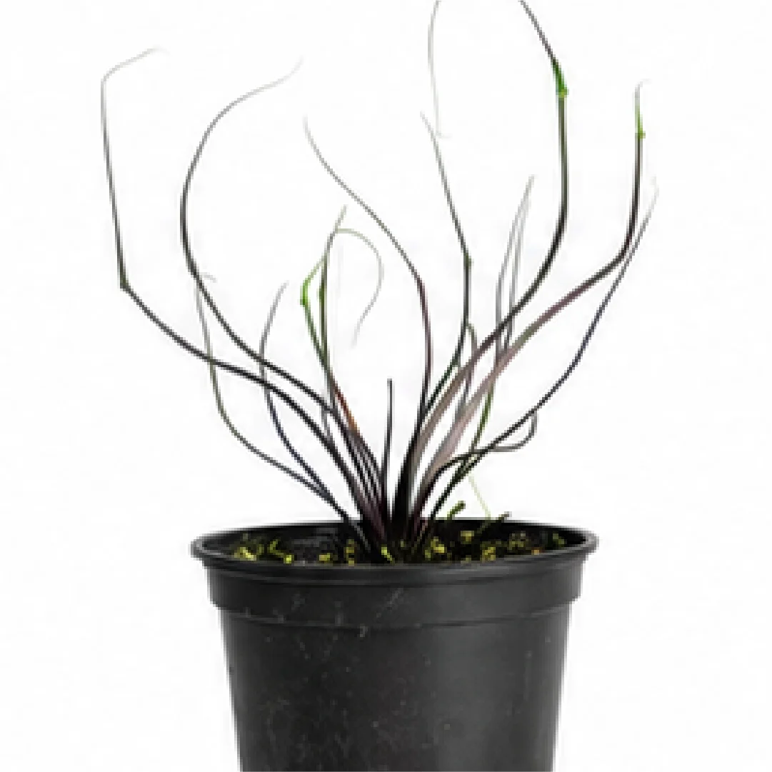 Alocasia Plumbea Flying Squid – Tissue Culture